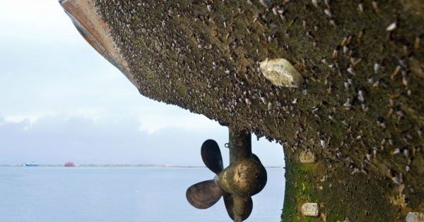 Coque infestée de biosalissures